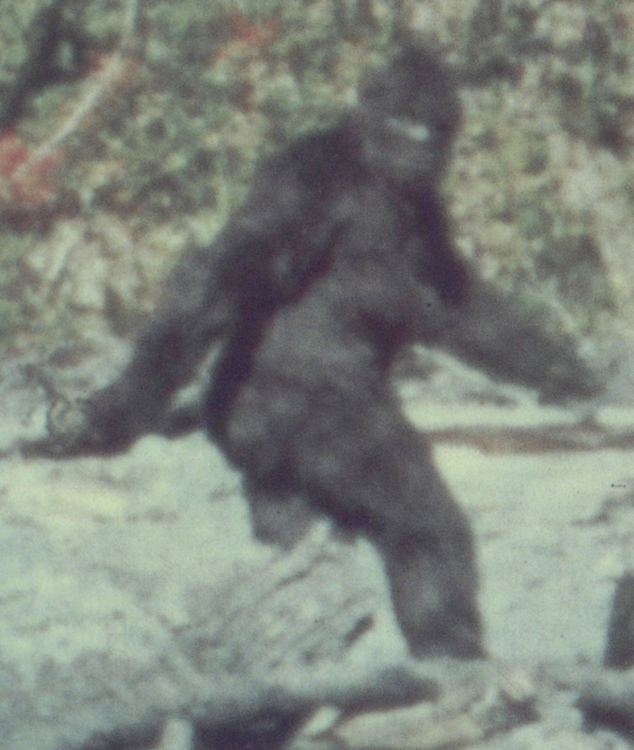 SASQUATCH: The Evidence